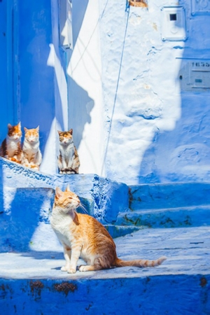 Morocco Rabat Tours / Morocco Tours / Casablanca To Rabat Excursion / Morocco Desert Tour / Trips To Morocco / Travel To Morocco Morocco Rabat Tours / Morocco Tours / Casablanca To Rabat Excursion / Morocco Desert Tour / Trips To Morocco / Travel To Morocco